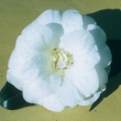 White Pearl